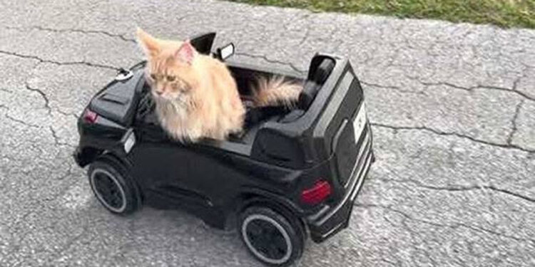 A cat trapped underground was rescued using a remote-controlled car.