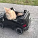 A cat trapped underground was rescued using a remote-controlled car.