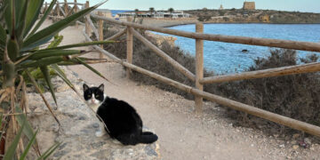 A Beautiful and Luxurious Island Where More Cats than Humans live
