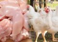 The Punjab government has imposed a ban on the sale of pre-slaughtered chicken across the province.