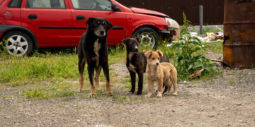 “Stray Animals and Lack of Shelters”