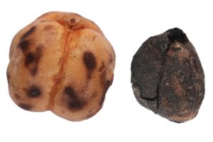 1-Leavened bread found in Konya Çatalhöyük 1
