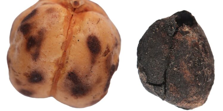 Archaeological finds trace the world’s oldest bread traditions  to Anatolia