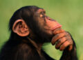 Chimpanzees also think like humans, interesting revelation