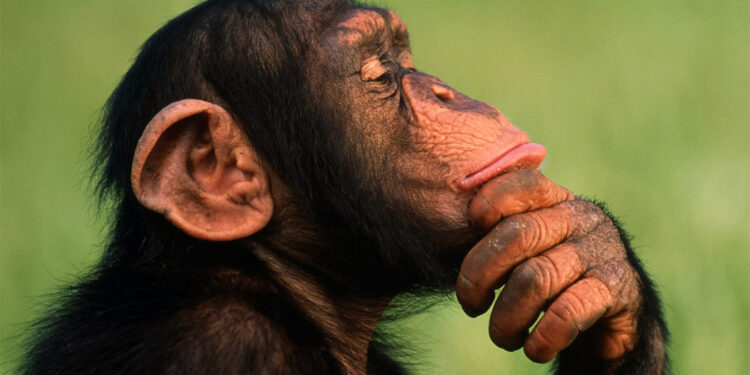 Chimpanzees also think like humans, interesting revelation
