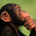 Chimpanzees also think like humans, interesting revelation