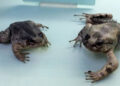 The wolverine frog, which breaks its bones, extends its claws, and attacks.