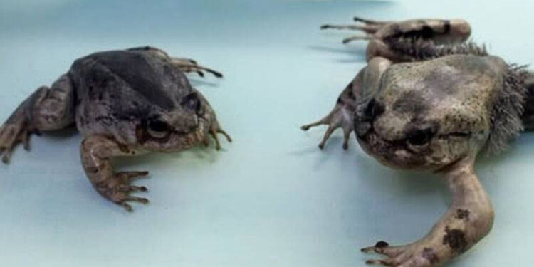 The wolverine frog, which breaks its bones, extends its claws, and attacks.