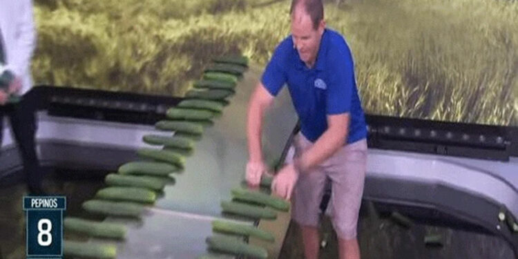 Record for picking the most cucumbers from a bunch in the shortest time.