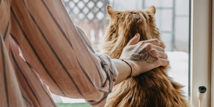 Woman fined Rs 300,000 for repeatedly letting cat wander into neighborhood