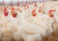 Tribunal Upholds CCP Order in Poultry cartel Case, Directs PPA to Deposit Fine Within 15 Days