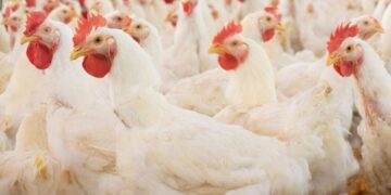 Tribunal Upholds CCP Order in Poultry cartel Case, Directs PPA to Deposit Fine Within 15 Days