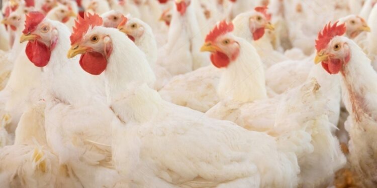 Tribunal Upholds CCP Order in Poultry cartel Case, Directs PPA to Deposit Fine Within 15 Days