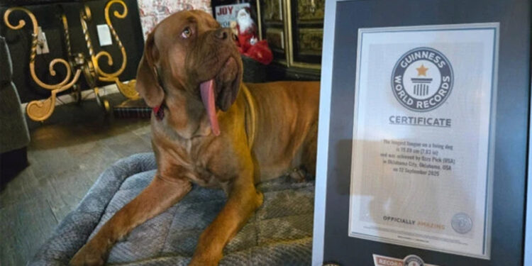 America: The dog with the longest tongue in the world