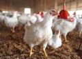 LHC refuses to halt CAT proceedings in fresh poultry cartel case