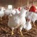 LHC refuses to halt CAT proceedings in fresh poultry cartel case