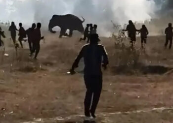 Search underway for elephant that killed 20 people in nine days.