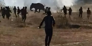 Search underway for elephant that killed 20 people in nine days.