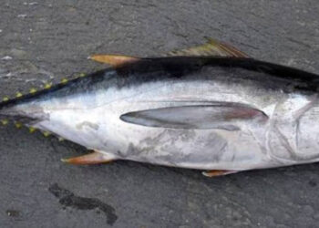 A Fish was Auctioned in Japan for About 900 Million Rupees.