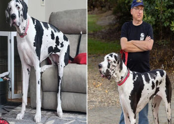 The tallest dog in the world.