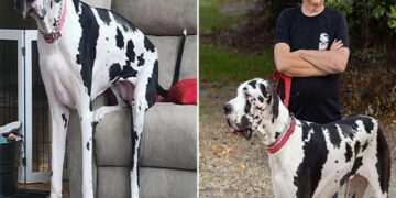 The tallest dog in the world.