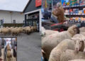 A herd of 50 sheep entered a supermarket, causing chaos.