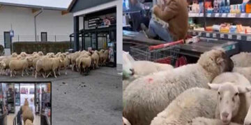 A herd of 50 sheep entered a supermarket, causing chaos.