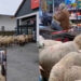 A herd of 50 sheep entered a supermarket, causing chaos.