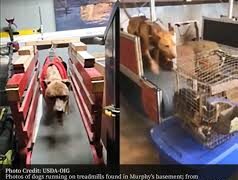 Massachusetts Man Sentenced to Prison for Conspiring to Create and Distribute Animal Torture Videos