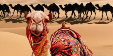 Camel disqualified from beauty pageant for undergoing cosmetic surgery!