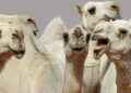 Camel beauty pageant: Several camels disqualified for getting Botox to enhance their beauty.