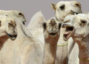 Camel beauty pageant: Several camels disqualified for getting Botox to enhance their beauty.