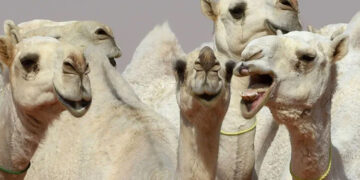 Camel beauty pageant: Several camels disqualified for getting Botox to enhance their beauty.