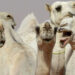 Camel beauty pageant: Several camels disqualified for getting Botox to enhance their beauty.