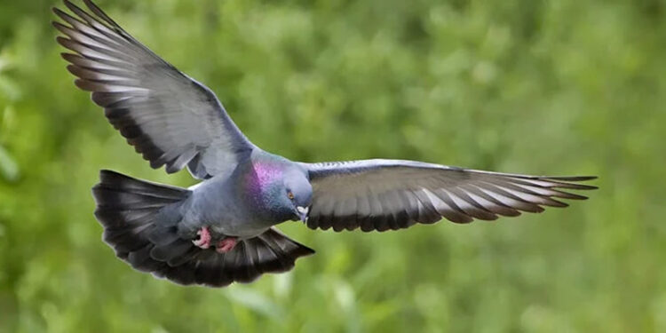 Unique theft: A chain worth Rs 100,000 found in a pigeon’s beak.