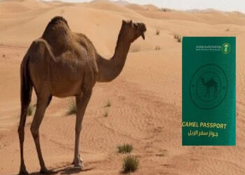 Saudi Arabia announces issuance of passports to camels.