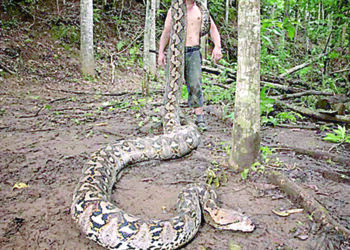 World’s longest wild snake discovered in Indonesia.