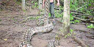 World’s longest wild snake discovered in Indonesia.