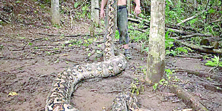 World’s longest wild snake discovered in Indonesia.
