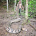 World’s longest wild snake discovered in Indonesia.