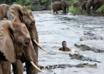 A man who jumped into the river to escape elephants encountered a crocodile, what happened next?