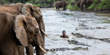 A man who jumped into the river to escape elephants encountered a crocodile, what happened next?