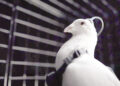 Russian company claims to turn pigeons into surveillance drones.
