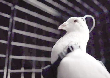 Russian company claims to turn pigeons into surveillance drones.