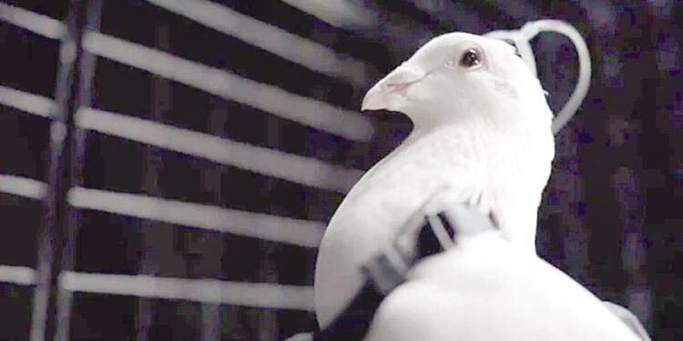 Russian company claims to turn pigeons into surveillance drones.