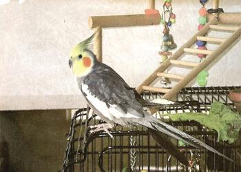 Guinness World Record for Oldest Pet Cockatiel Parrot.