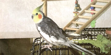 Guinness World Record for Oldest Pet Cockatiel Parrot.