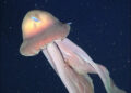 Discovery of rare giant jellyfish in the deep sea, experts are surprised.