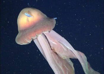 Discovery of rare giant jellyfish in the deep sea, experts are surprised.