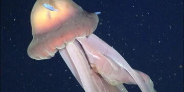 Discovery of rare giant jellyfish in the deep sea, experts are surprised.
